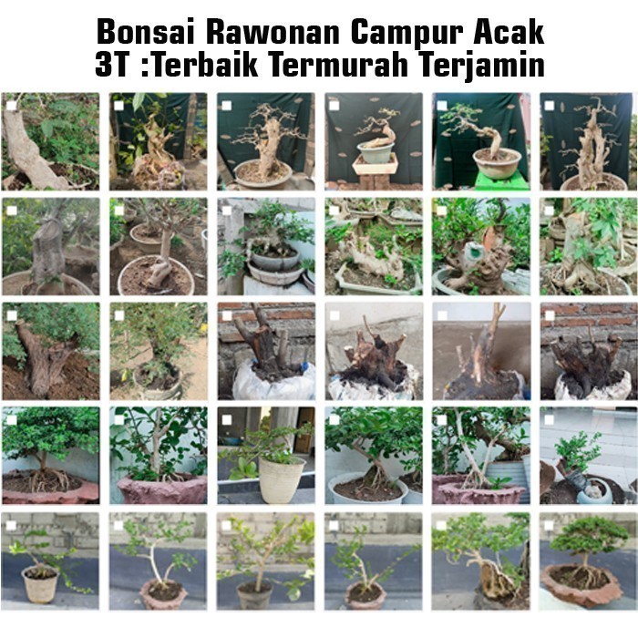 Tanaman Bonsai Lamtoro Gaya Random Medium 3T Terbaik Termurah Terjamin