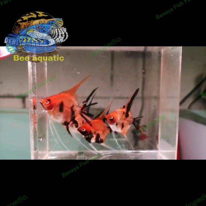 Pemanis aquarium Paket Ikan Manfish Red Devil Isi 5 Ekor TERJAMIN