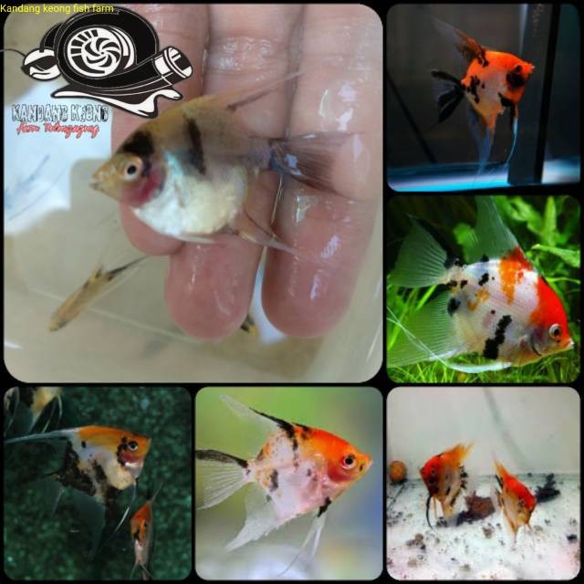 Ikan manfish koi red devil/ angelfish koi red devil untuk  dan aquascape Kebutuhan aquarium