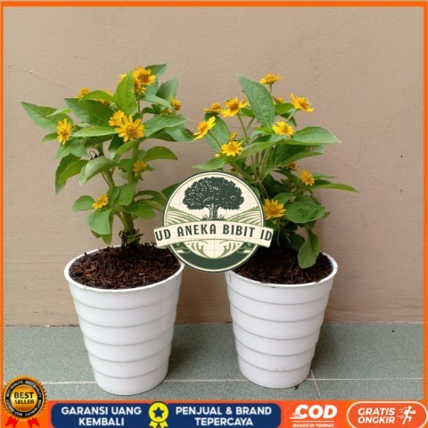 Tanaman Hias Bunga Matahari Mini Bibit Tanaman Super Unggul UD ANEKA BIBIT ID