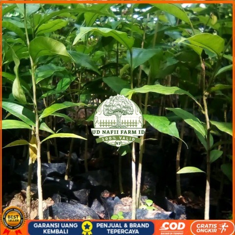 BIBIT TANAMAN KAYU GAHARU/ POHON GAHARU KALIMANTAN Bibit Tanaman Super Unggul UD NAFII FARM ID