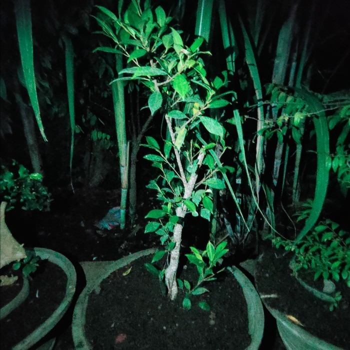 Tanaman Bonsai Kimeng Ficus Bahan Pot UK 50 cm Gambar Real Kode 06139