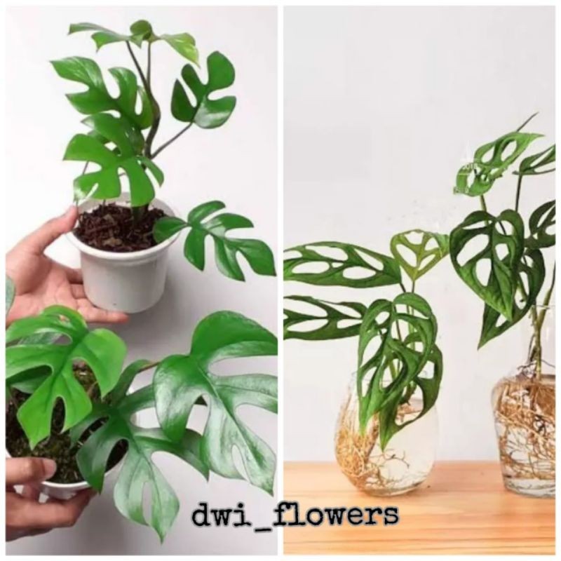 BISA COD PAKET 2 Tanaman Hias Monstera Tetrasperma & Monstera Janda Bolong Jandbol / Bunga Hias Mons