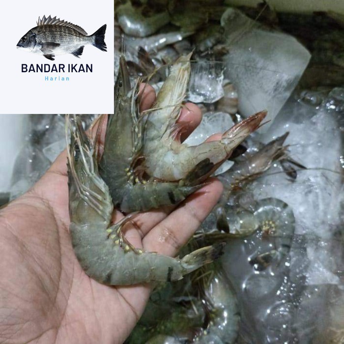 

Udang Windu size 100/110 Ekor Udang Segar Fresh Dan Berkualitas
