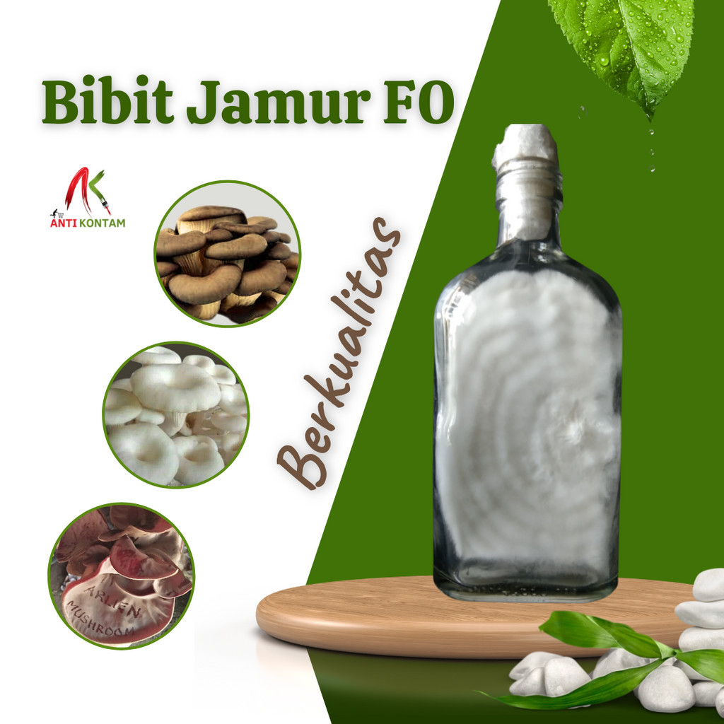 Bibit Jamur F0 Tiram Coklat Putih kuping Berkualitas PDA Kultur Jaringan Murni