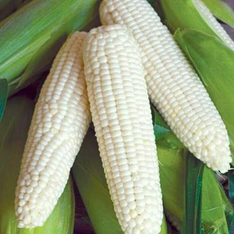 1 KILO BENIH / BIBIT JAGUNG PUTIH PULUT MANIS //JAGUNG KETAN