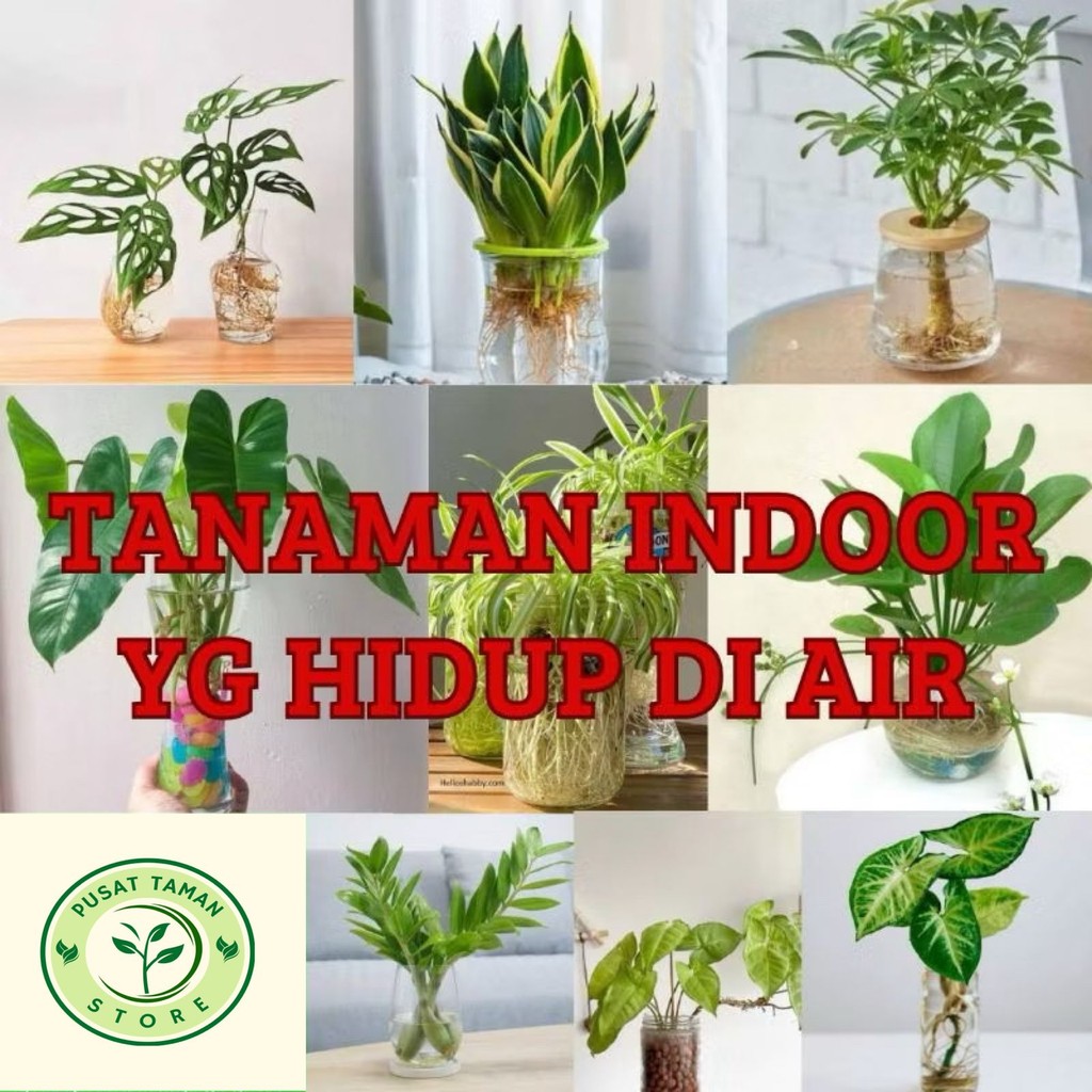 ( BISA COD ) Tanaman Hias Yg Hidup Di Air Tanaman Indoor Tanaman Hidup Dekorasi Rumah Tanaman Air Bu