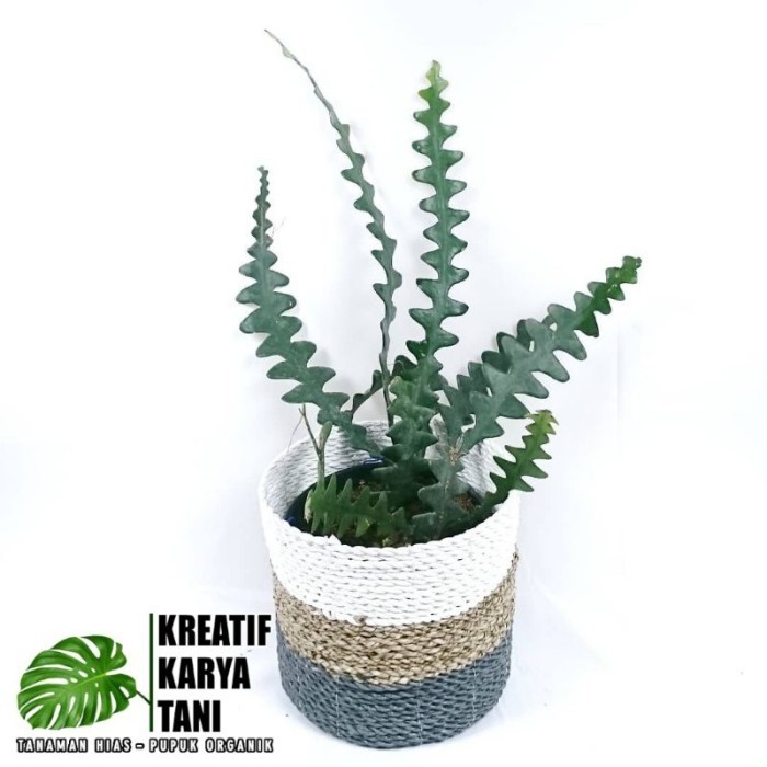 Tanaman Hias Wijaya Kusuma Keris - Wijaya Keris - Bunga Wijaya Kusuma