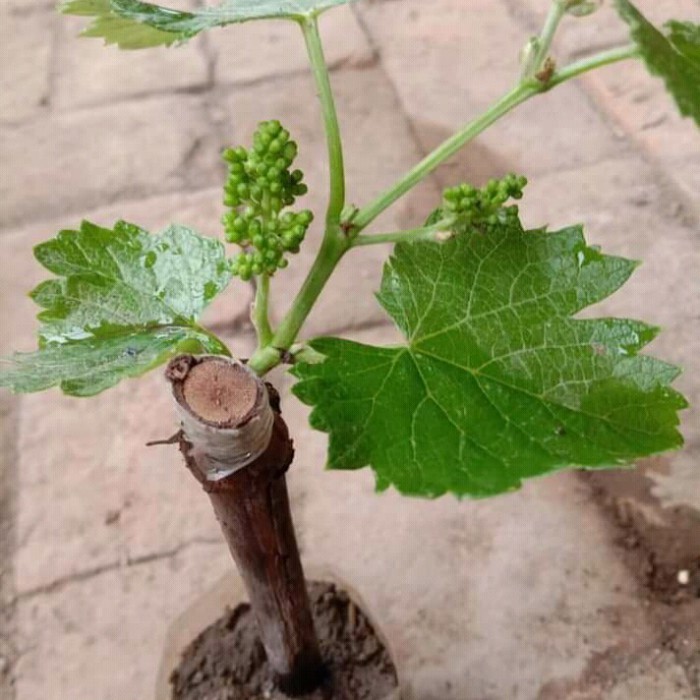 BIBIT TANAMAN ANGGUR MERAH,HIJAU, HITAM SUDAH BERBUNGA SIAP BERBUAH