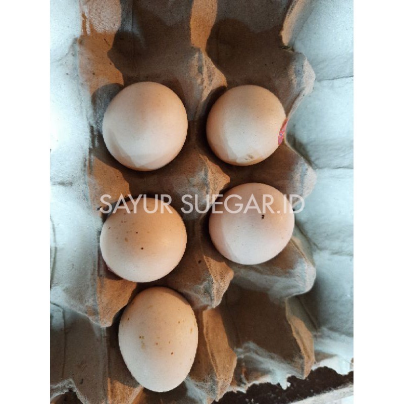 

telur ayam kampung 5 pcs