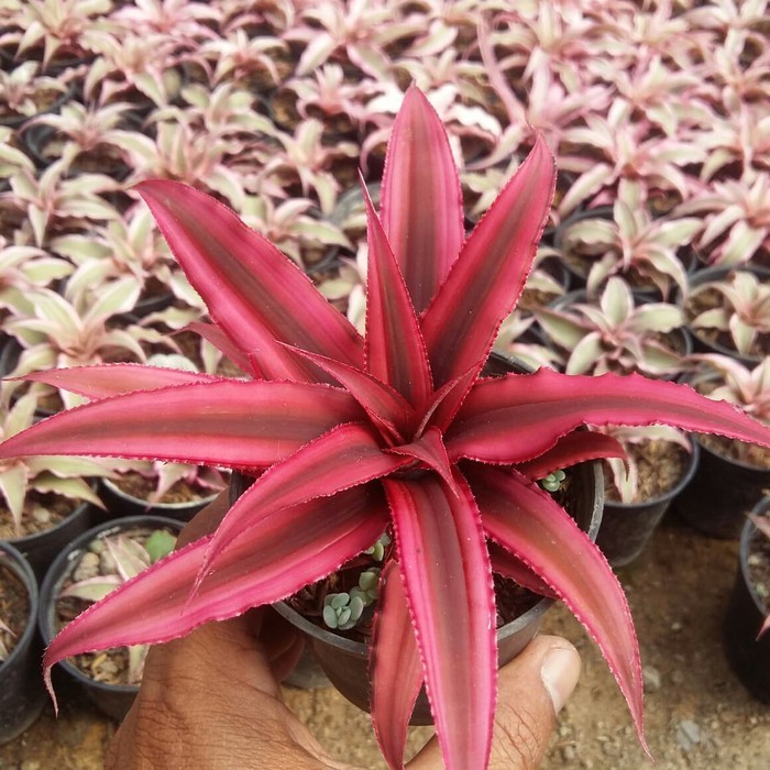 Tanaman Hias Kerang Nanas - Cryptanthus Merah
