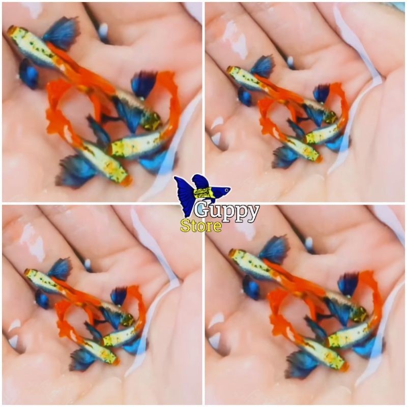 BIOTA pecking Guppy prtde top grade + gratis pakan 