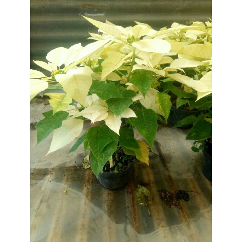 Tanaman Kastuba Putih