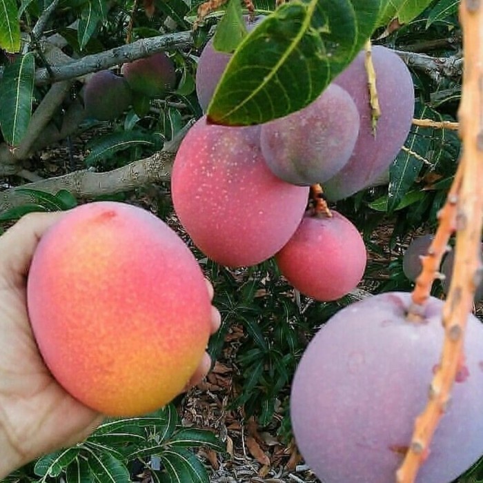 paket 2 jenis mangga irwin dan Kiojay