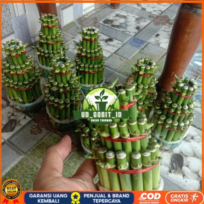 TANAMAN HIAS BAMBU HOKI/BAMBU REJEKI/ BAMBU HOKI MINI REALPICT Bibit Tanaman Super Unggul UD GOBIT I