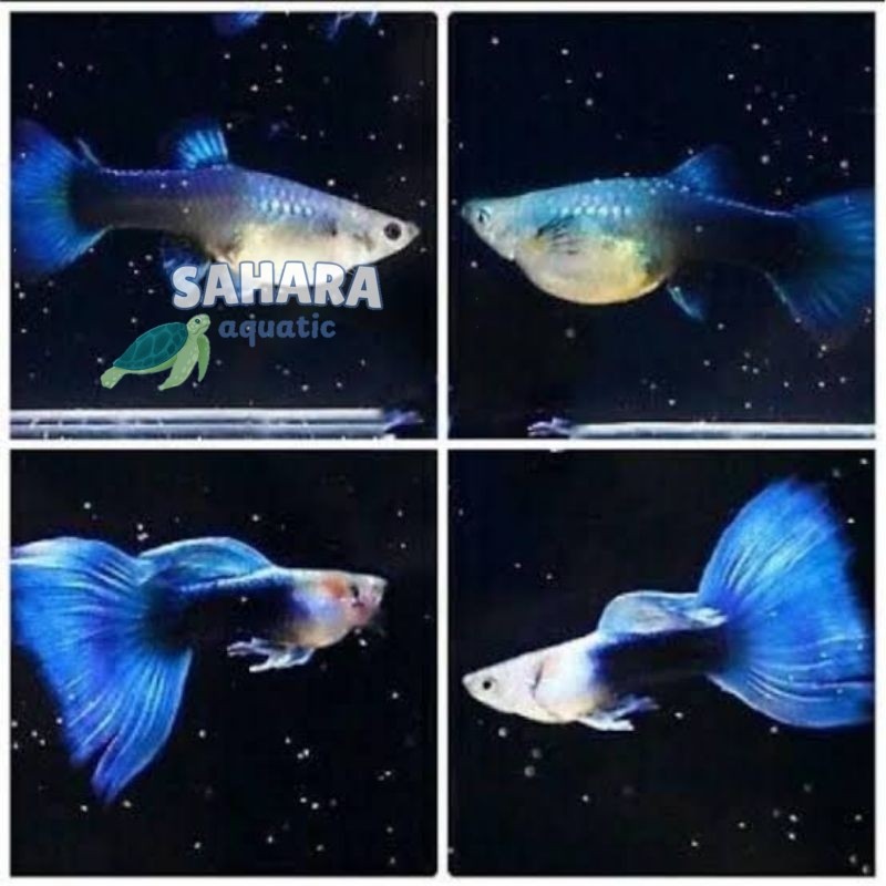 hb blue ril  guppy hb blue sepasang bergaransi