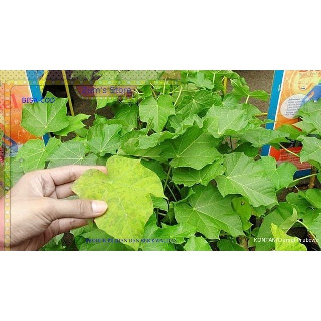 

promo daun jarak segar herbal