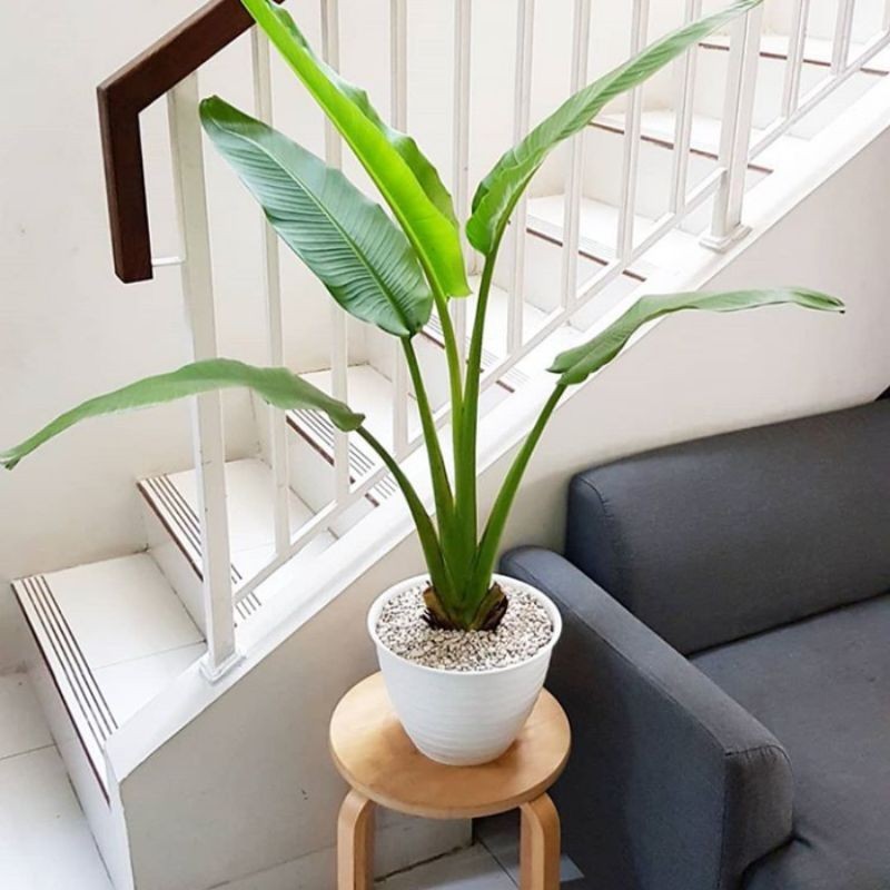 Tanaman Hias Pisang Kipas - Tanaman Indoor Pisang Kipas - chalatea pisang