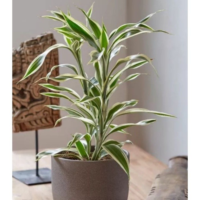 Tanaman Hias Bambu Hoki Variegata Pohon Srirejeki Varigata Pohon Keberuntungan Bambu Hoki Sri Rejeki