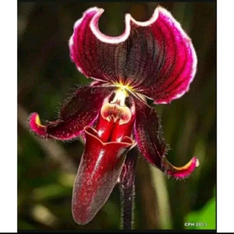 PROMOANGGREK DENDROBIUM CAPUNG JAWA Knop/Spike-SIAP BERBUNGA