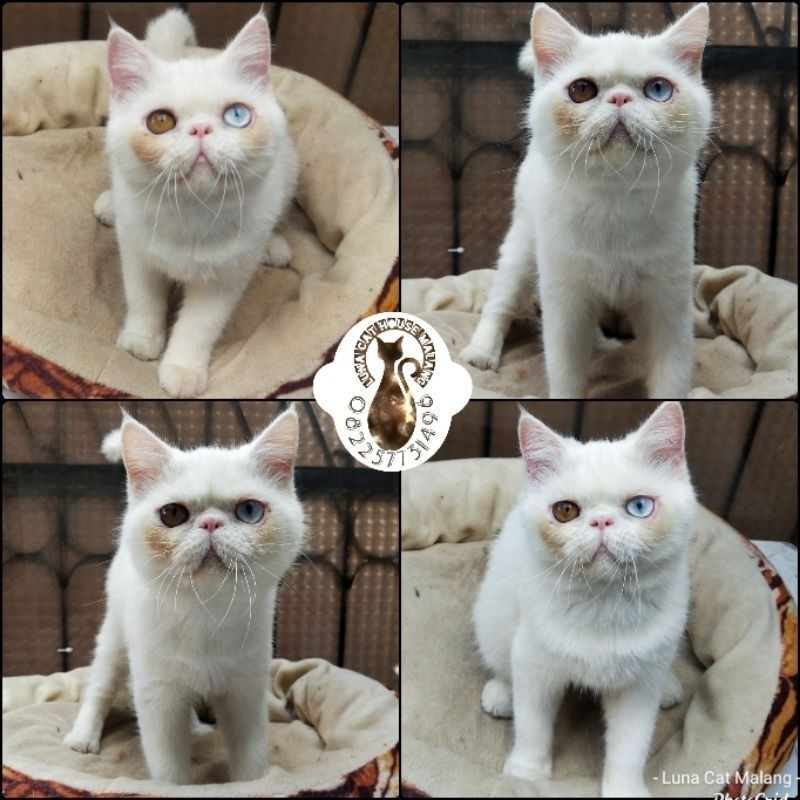 kucing exotic odd eyes