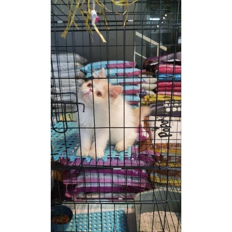KUCING PERSIA PEAK NOSE/HIMALAYA/KUCING ABU/ANAK KUCING KITTEN/KUCING MURAH/KUCING ABU ABU PUTIH ORA