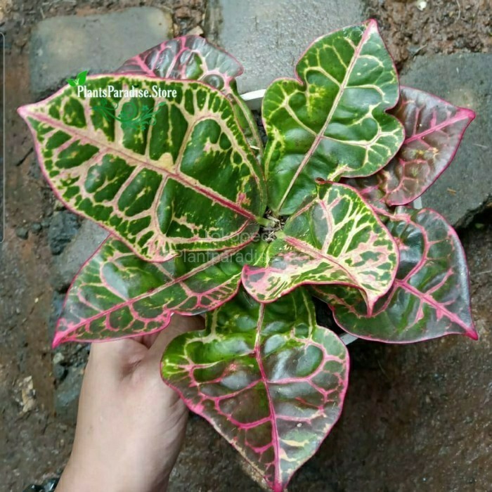 Tanaman hias puring kura - Pohon puring kura - tanaman puring kura