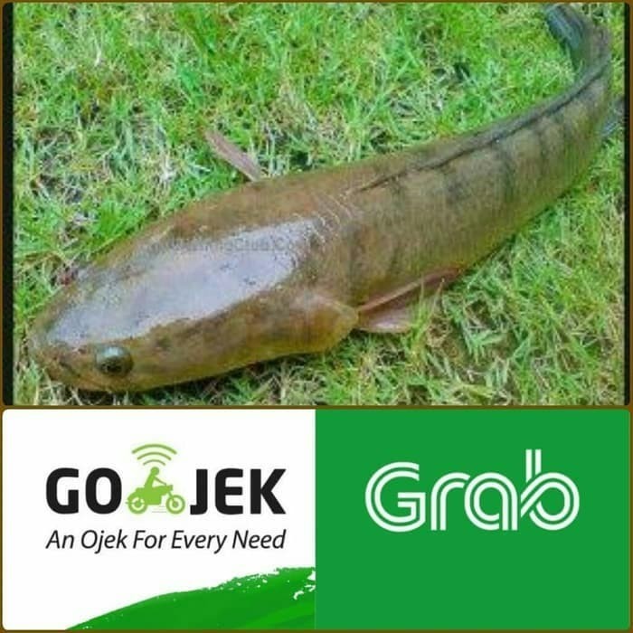 

Ikan Gabus Konsumsi 1kg isi 1 (Hidup Segar)