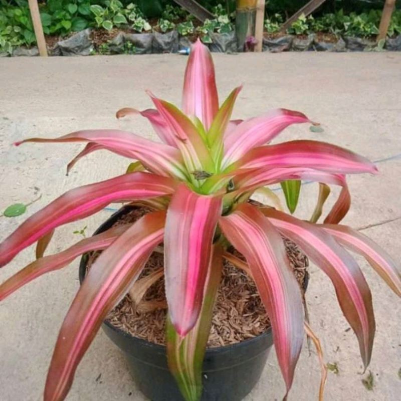 Bromelia Tricolor