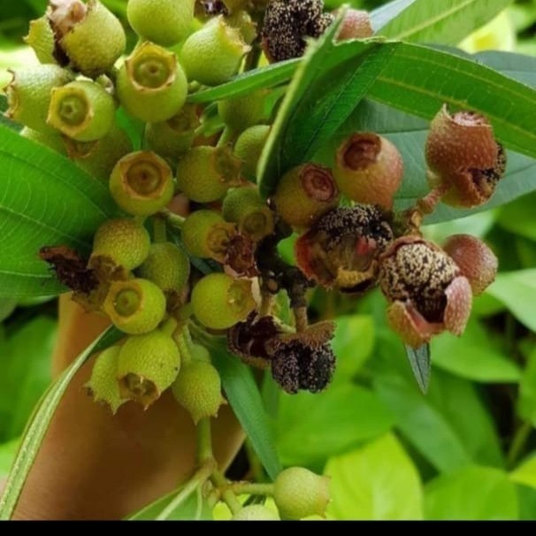 

buah senggani/senduduk /harendong 100 gram