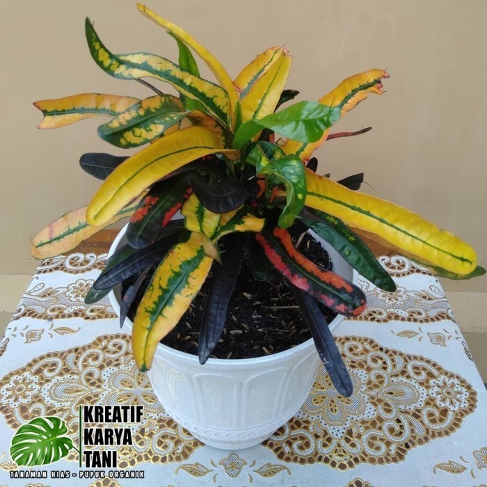 Tanaman puring cakwe - Puring cakwe