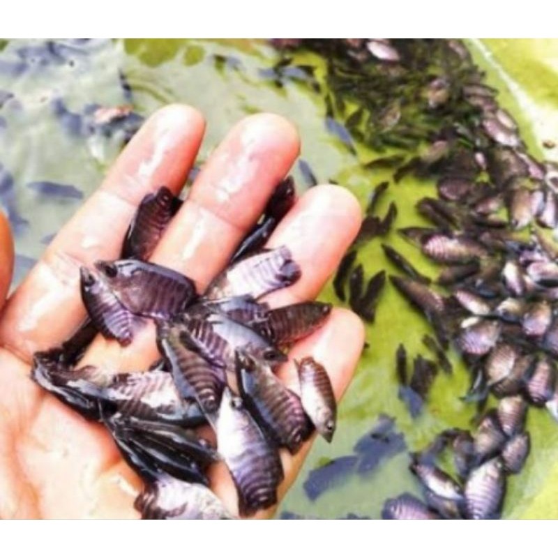 BIBIT GURAME SOANG UKUR SILET BIJIAN LEBIH OK