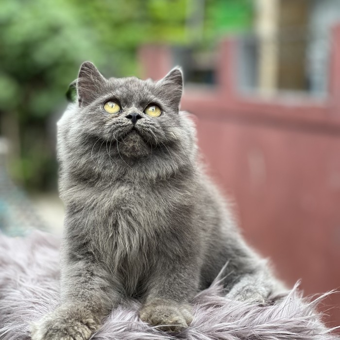 Anak kucing persia 3 bulan lucu dan gembul