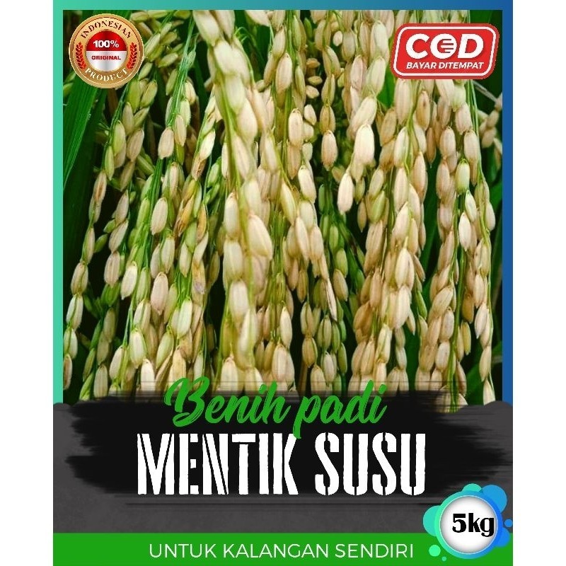 benih padi mentik wangi susu 5kg