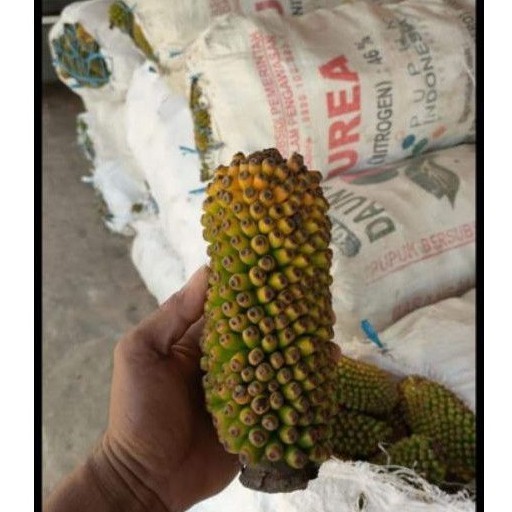 

BUNGA SPORA | TERMURAH | COCOK UNTUK POLYBAG