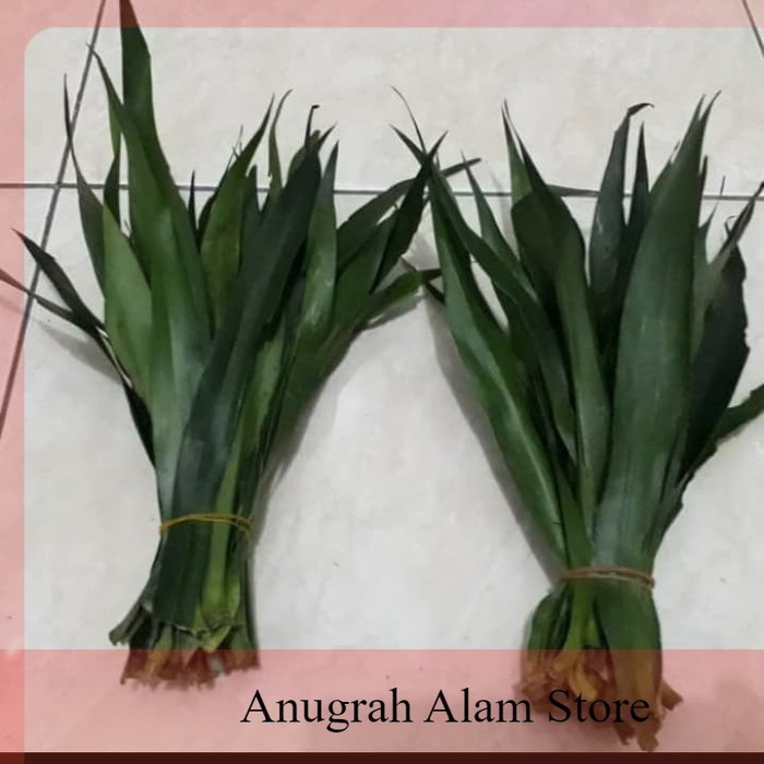 

pewarna makanan alami - daun suji per lembar