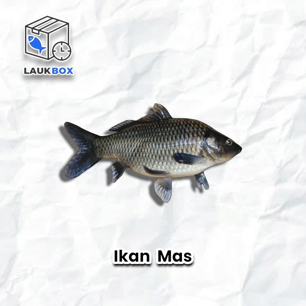 

Ikan Mas