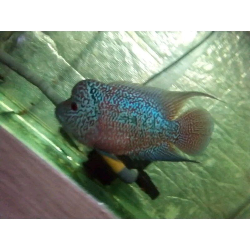 BIOTA hiasan aKuarium cencu size 7-8cm