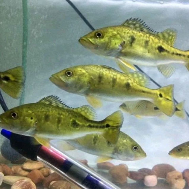 BIOTA Pbass azul size 10-12cm