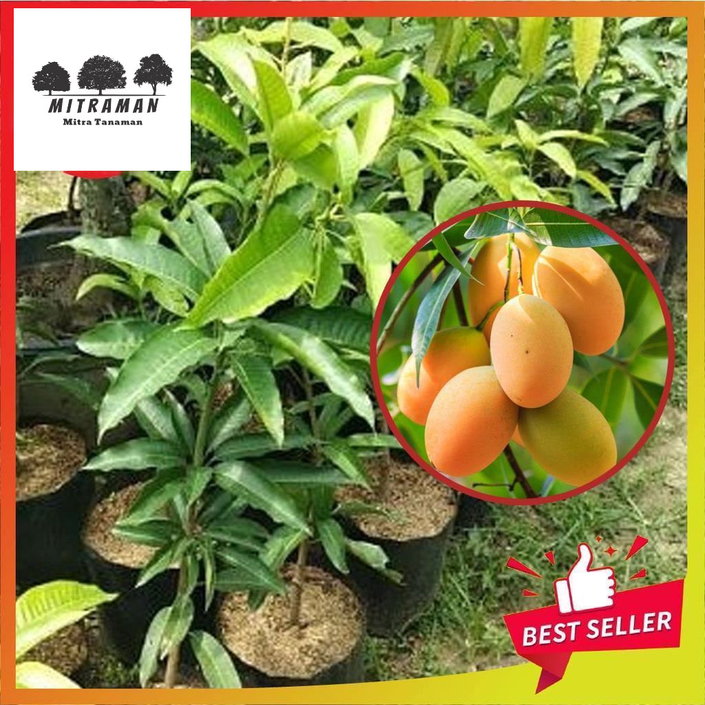 Bibit Mangga Madu Okulasi