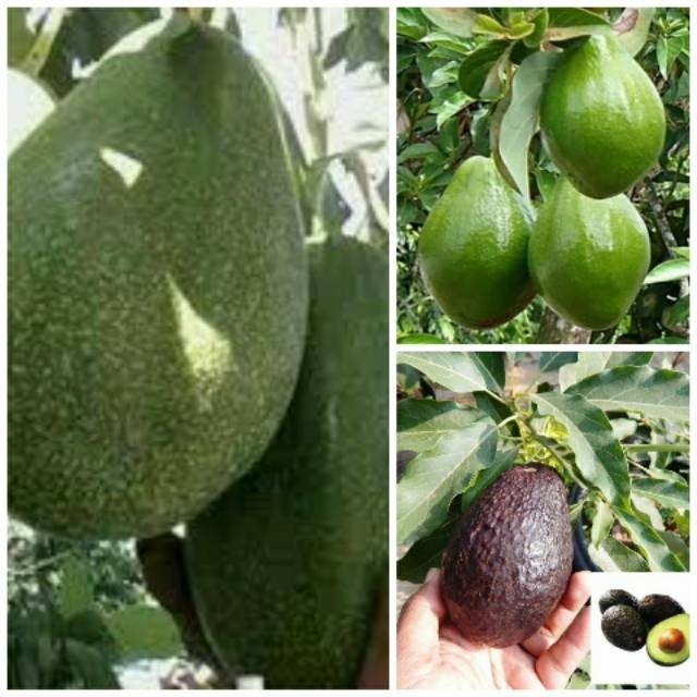 Paket 3 Bibit Alpukat Import Premium - Haas , Red Vietnam , Cuba +