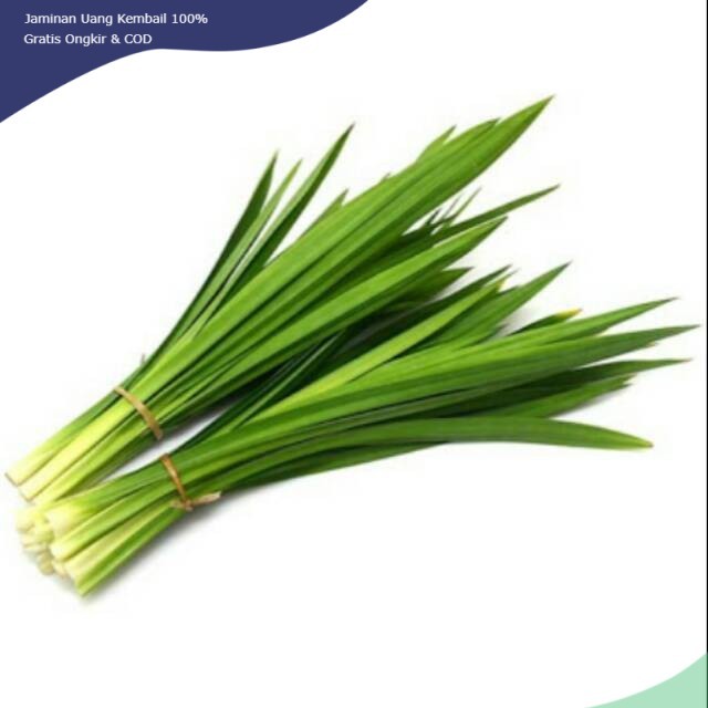 

Daun Pandan Segar Fresh 1 Iket (10-15 Lembar Daun) Dipetik Saat Ada Pesanan Masuk