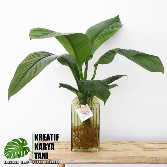 BISA COD Tanaman media air - Manaloa Tanaman hidup di air