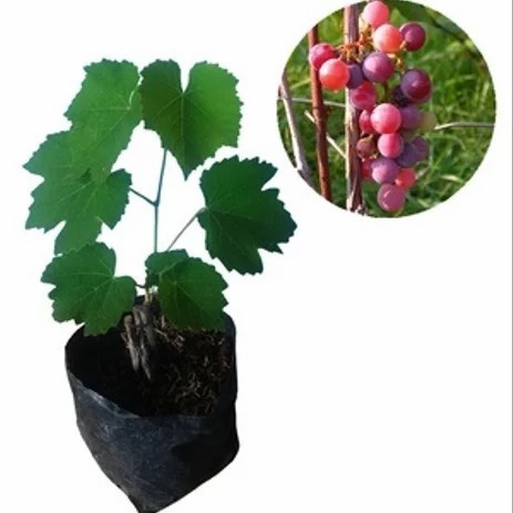 Bibit Buah Anggur Jumbo Merah - murah