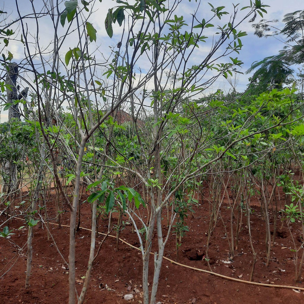 TANAMAN TABEBUYA BUNGA PINK 2 METER / POHON TABEBUYA 2 METER