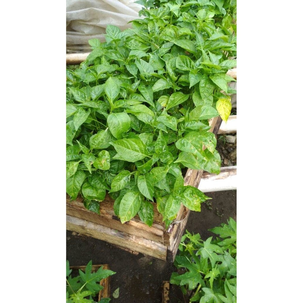 PROMO Bibit Cabai, Benih  Cabe, Benih Cabe Rawit Unggul, Bibit Cabe 10 Pohon