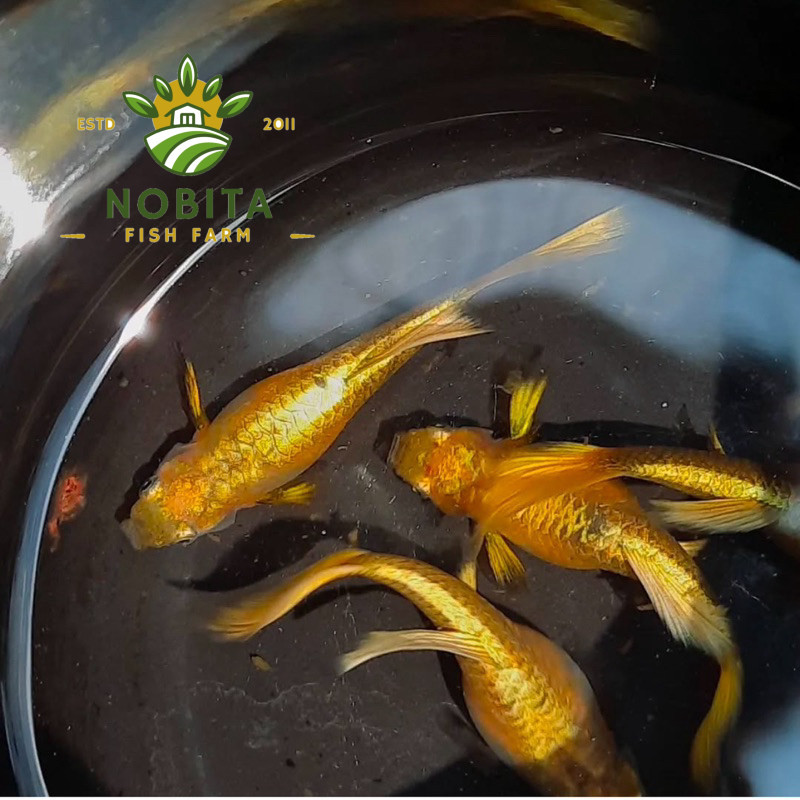 kebutuhan aquarium guppy  per ekor betina indukan gold hiasan aquarium bergaransi