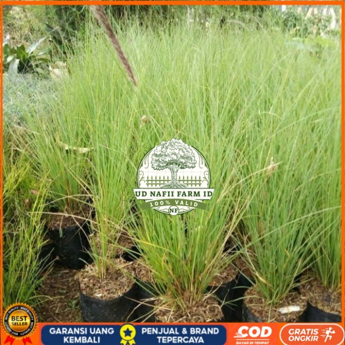 Bibit Tanaman Alang Alang Ekor Kuda/ Alang-Alang Ekor Kuda Bibit Tanaman Super Unggul UD NAFII FARM 