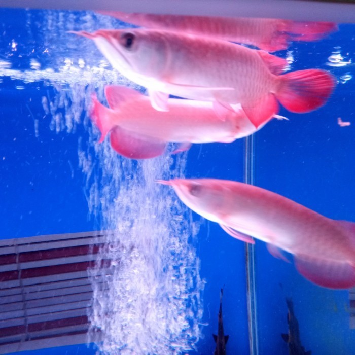 PROMO ~ ikan arwana super red berkualitas