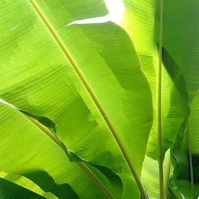 

REMPAH Daun Pisang Perikat Segar 500 Gram Asli